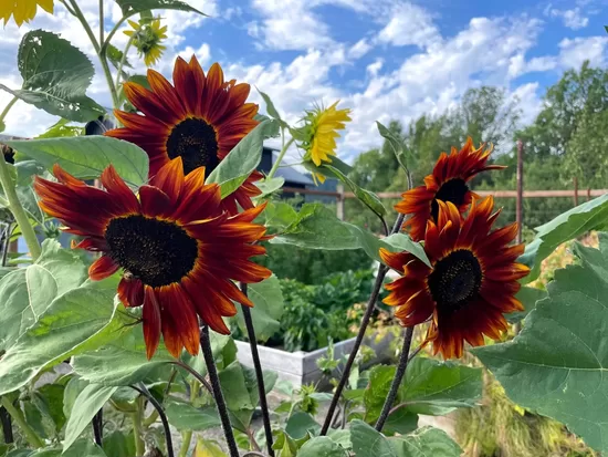 Sunflower "Earth Walker" (Helianthus annuus), 20 seeds
