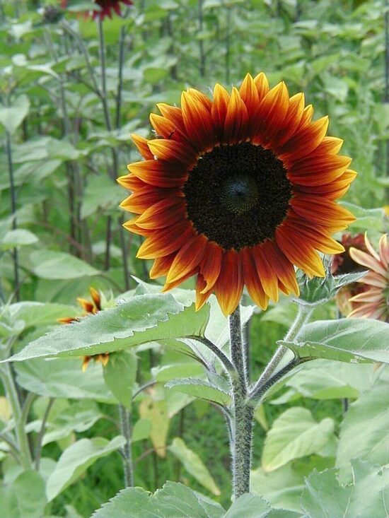 Sunflower "Earth Walker" (Helianthus annuus), 20 seeds
