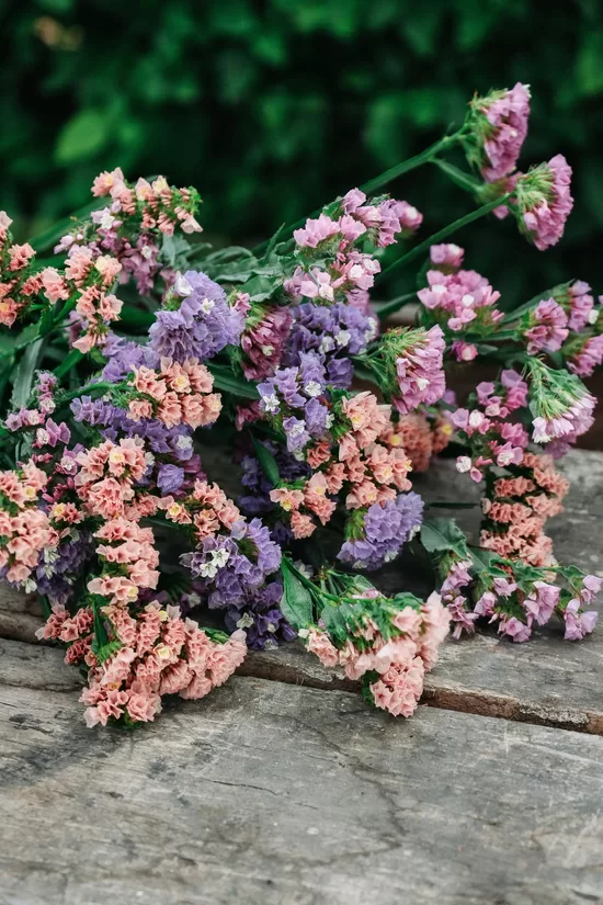 Sea lavander "Pastel mix" (Limonium sinuatum) 0,1g