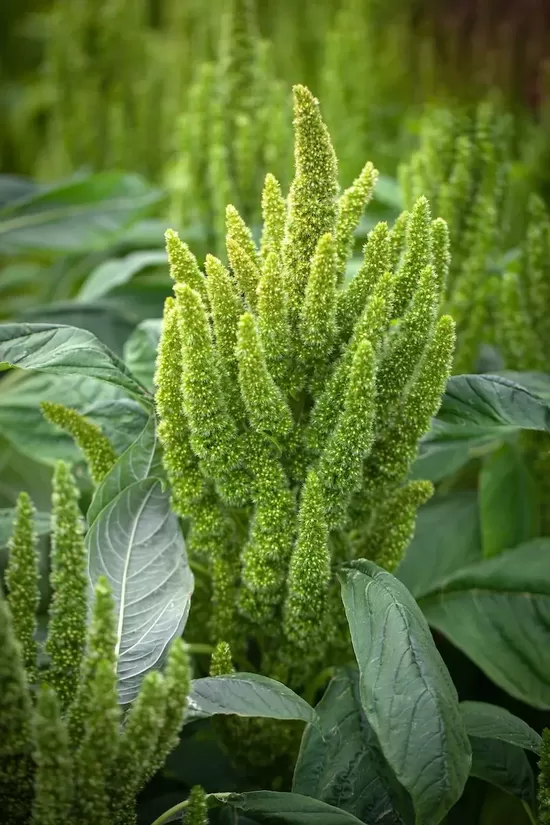 Blood amaranth "Green thumb" (Amaranthus cruentus) 0,1g