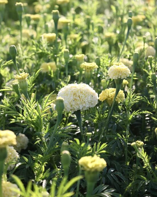 African marigold ‘Kilimanjaro’  (Tagetes erecta) 0,2g