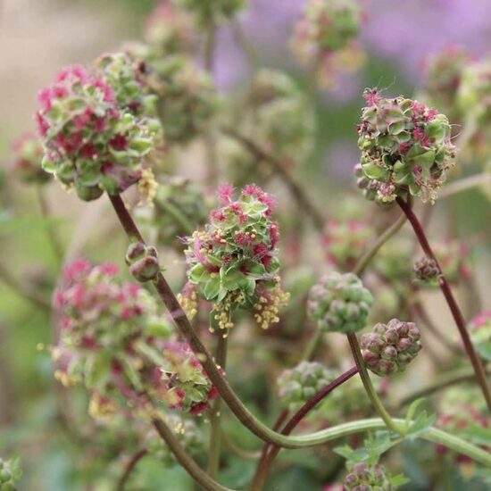 Salad burnet (Sanguisorba minor) 0,5g