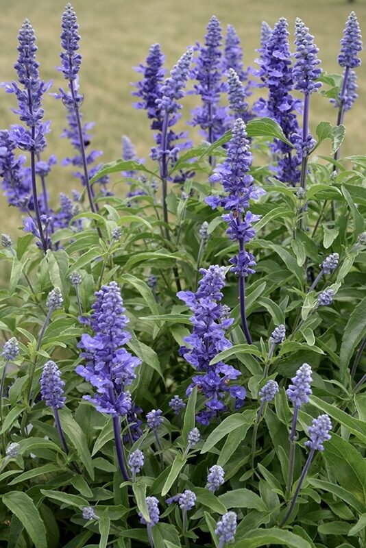 Miltainā salvija "Victoria" (Salvia farinacea), 20 sēklas