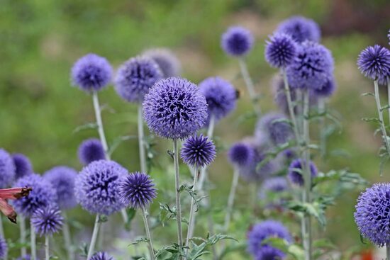 Globe thistle 'Veitch’s Blue' (Echinops ritro), 10 seeds