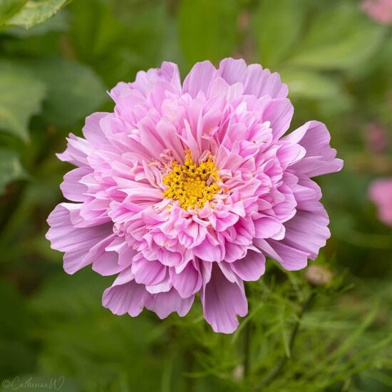 Garden cosmos "Double Dutch Rose" (Cosmos bipinnatus) 
