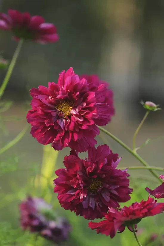 Garden cosmos "Double Click Cranberries" (Cosmos bipinnatus), 10 seeds