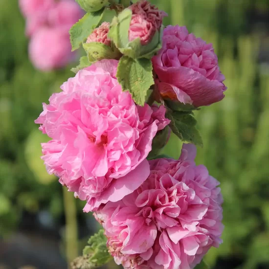 Common hollyhock "Chater's rose" (Alcea rosea), 20 seeds