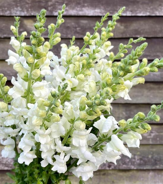 Augstā lauvmutīte "Snowflake" (Antirrhinum majus maximum), 20 sēklas