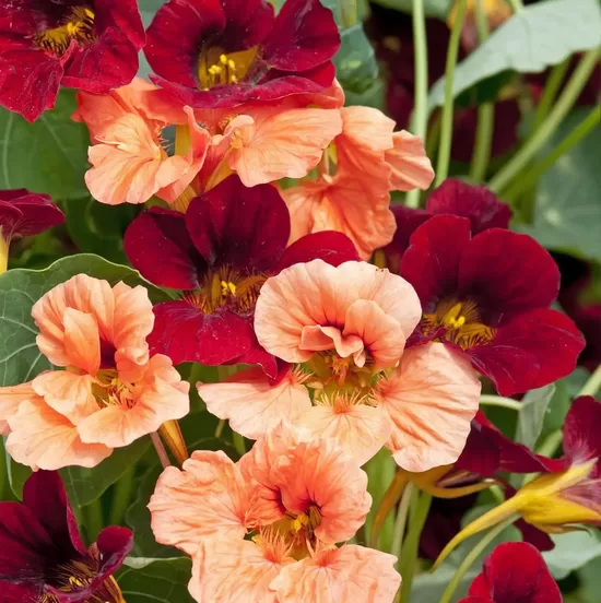 Nasturtium 'Sahin's Rumba' (Tropaeolum minus), 2g