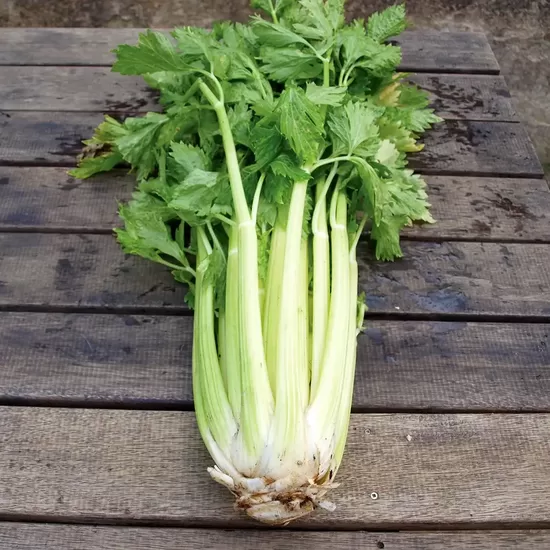 Celery stalk 'Dorato Gigante' (Apium graveolens var. rapaceum) 0,1g