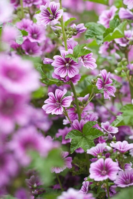Common mallow 'Zebrina' (Malva sylvestris) 0,2g