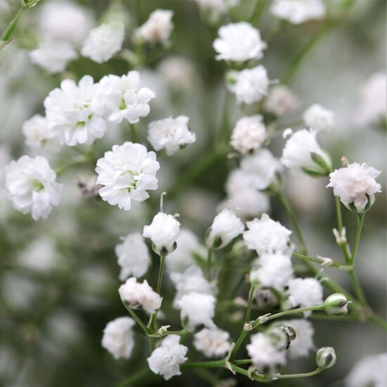 Baby's breath 'Snowflake' (Gypsophila paniculata) 0,2g