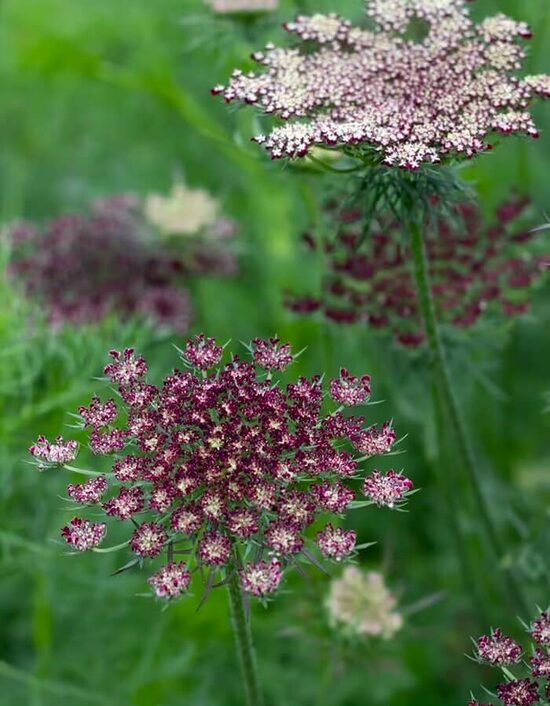 Ornamental Carrot 'Dara' (Daucus carota)