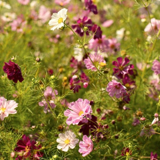 Garden cosmos "Sea shells" mix (Cosmos bipinnatus), 20 seeds