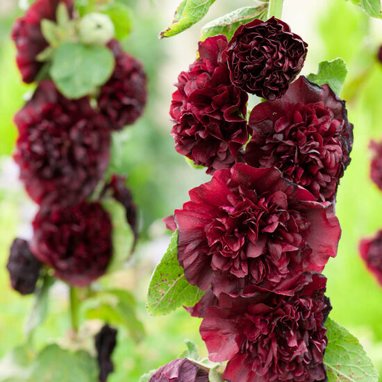 Common hollyhock "Chater's Maroon" (Alcea rosea), 20 seeds