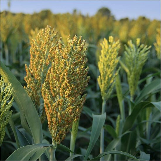 Sorghum 'Piper' (Sorghum bicolor), 2g