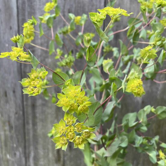 Apaļlapu bupleire 'Griffithii' (Bupleurum rotundifolium) 0,1g