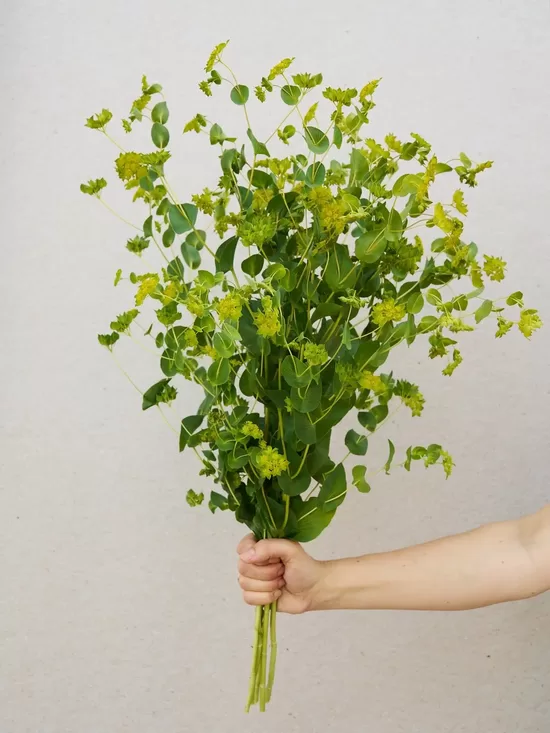 Apaļlapu bupleire ‘Garibaldi’ (Bupleurum rotundifolium) 0,1g