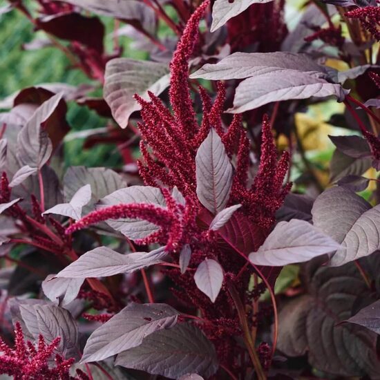 Amarants 'Pygmy Torch' (Amaranthus sanguineus nanus) 0,1g