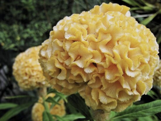 Sekstainā celozija "Chief Gold" (Celosia cristata), 20 sēklas