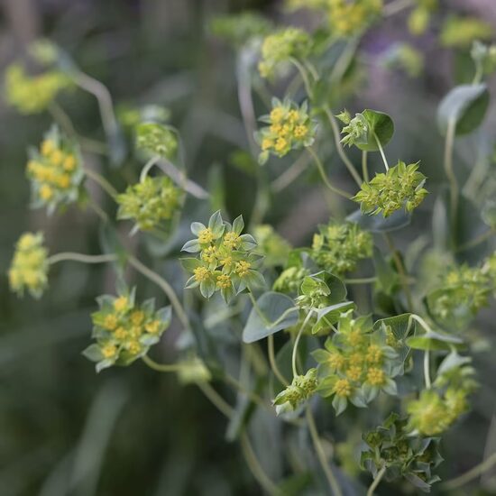 Apaļlapu bupleire "Griffithii" (Bupleurum rotundifolium) 0,1g