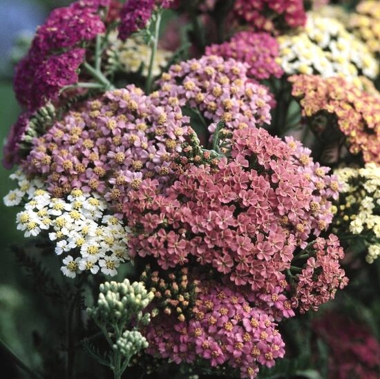 Parastais pelašķis "Summer pastels mix" (Achillea millefolium) 10 sēklas