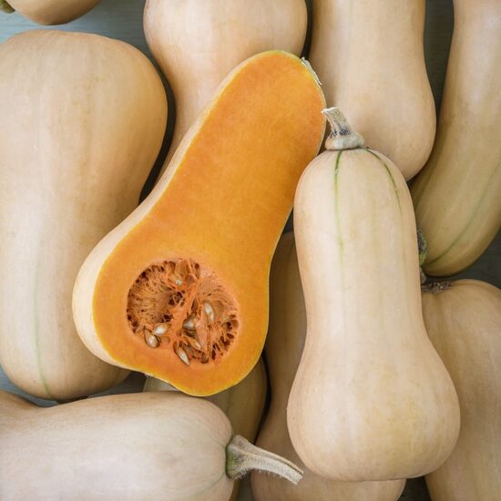 Butternut squash ‘Butterbush’ F1 (Cucurbita moschata), 5 seeds