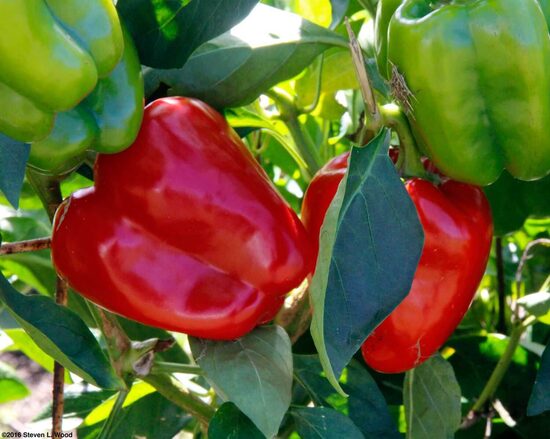 Sweet pepper ‘Sweet Rubika’ F1 (Capsicum annuum), 10 seeds