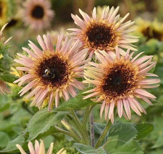 Sunflower ‘Astra Rose’ (Helianthus annuus), 10 seeds