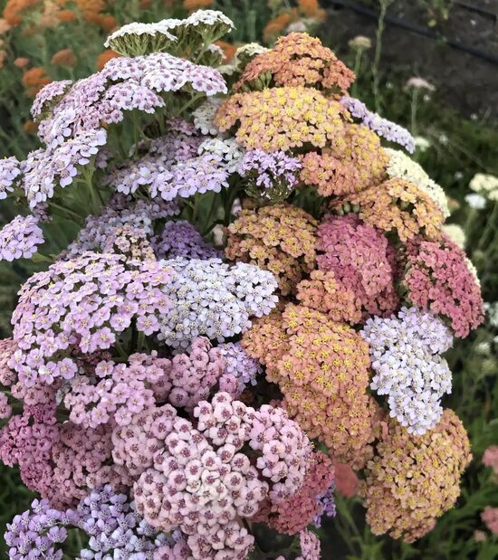 Common Yarrow 'Summer pastels mix' (Achillea millefolium) 10 seeds