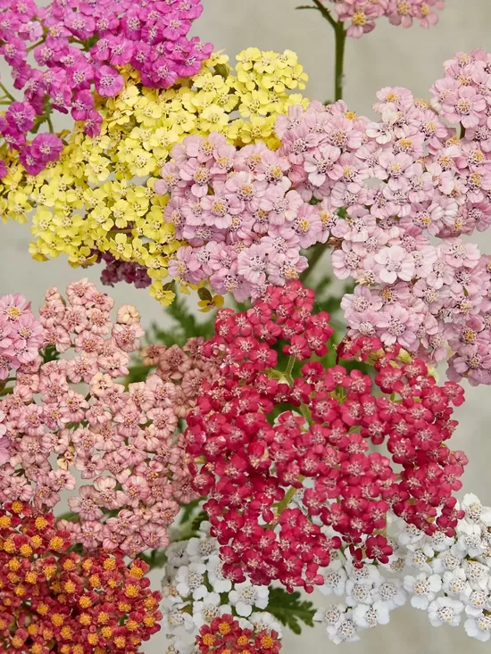 Parastais pelašķis 'Colorado mixture' (Achillea millefolium) 20 sēklas