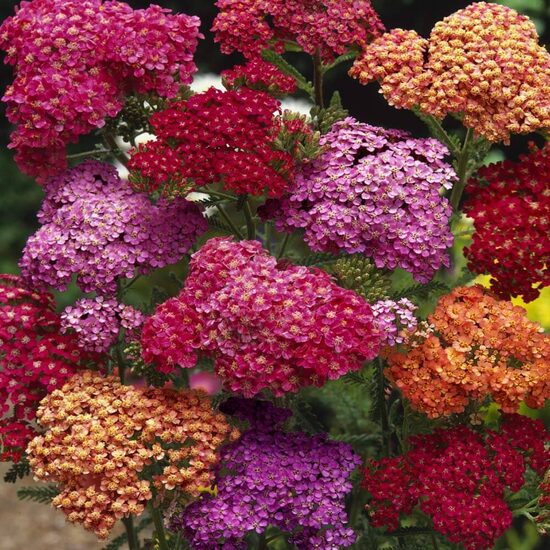 Common yarrow ‘Colorado Mixture’ (Achillea millefolium) 20 seeds