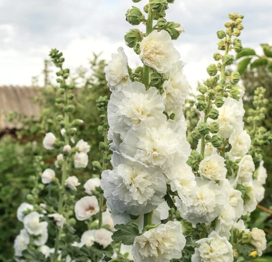 Common hollyhock 'Chater's White' (Alcea rosea) 20 seeds