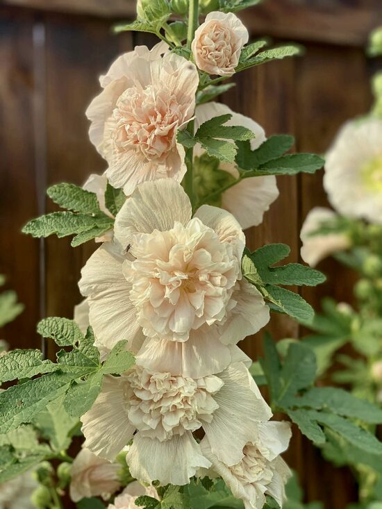 Common hollyhock 'Majorette champagne' (Alcea rosea), 20 seeds