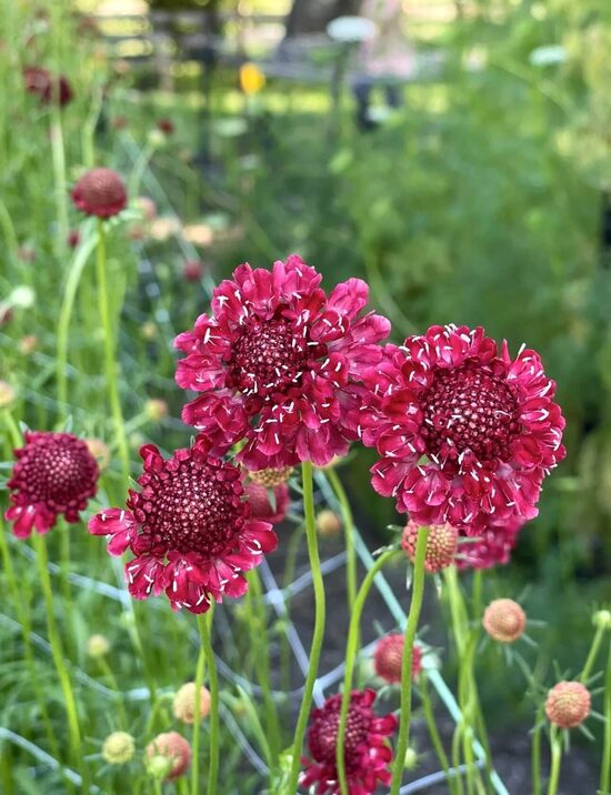 Sweet scabious 'Fire King' (Scabiosa atropurpurea) 0,5g