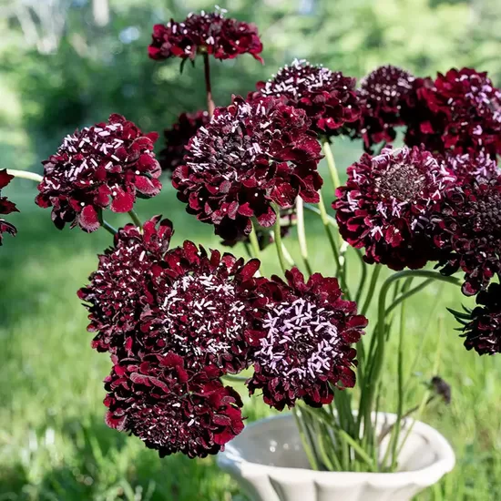 Sweet scabious 'Black Knight' (Scabiosa atropurpurea) 0,5g
