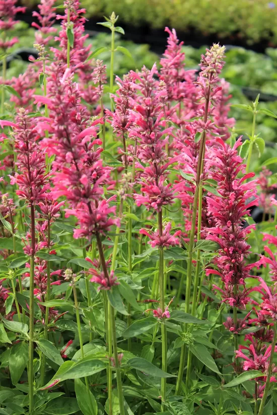 Texas hummingbird mint ‘Heather Queen’(Agastache cana), 10 seeds