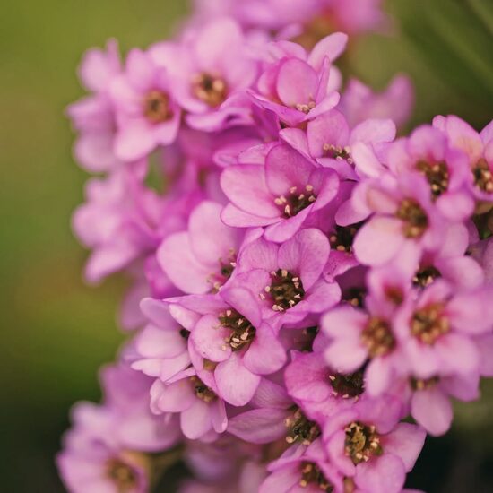Sweet Alyssum 'Rosie O'Day' (Lobularia maritima) 50 seeds