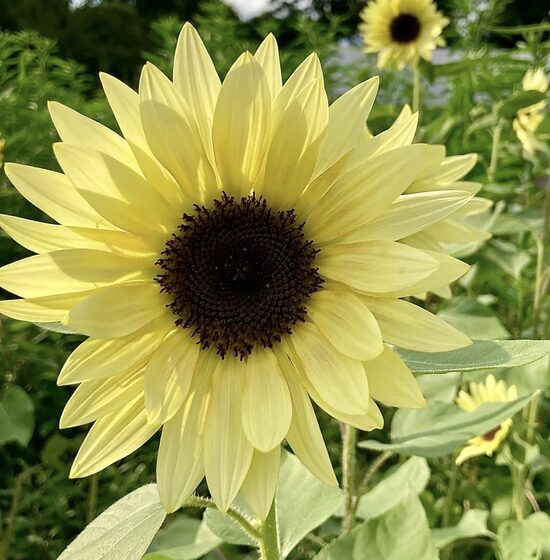 Sunflower 'Moonshine' (Helianthus annuus) 0,5g