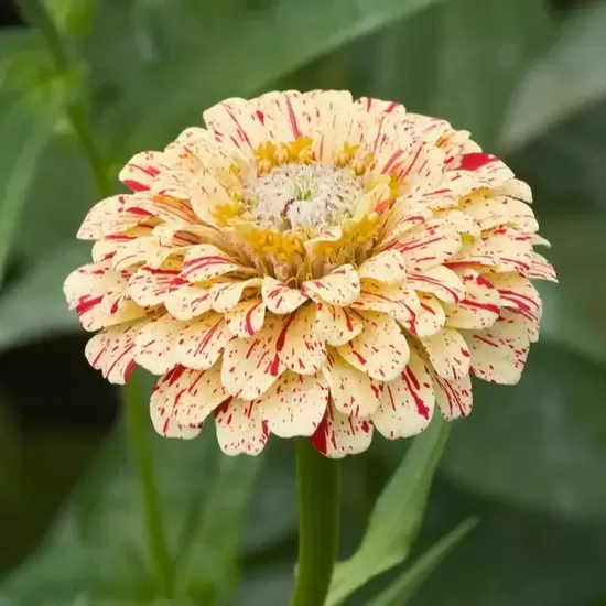 Gleznā cīnija 'Peppermint stick' (Zinnia elegans)