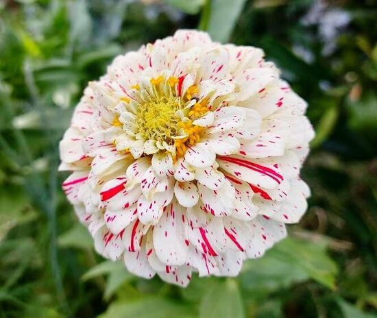 Common zinnia 'Peppermint stick' (Zinnia elegans)