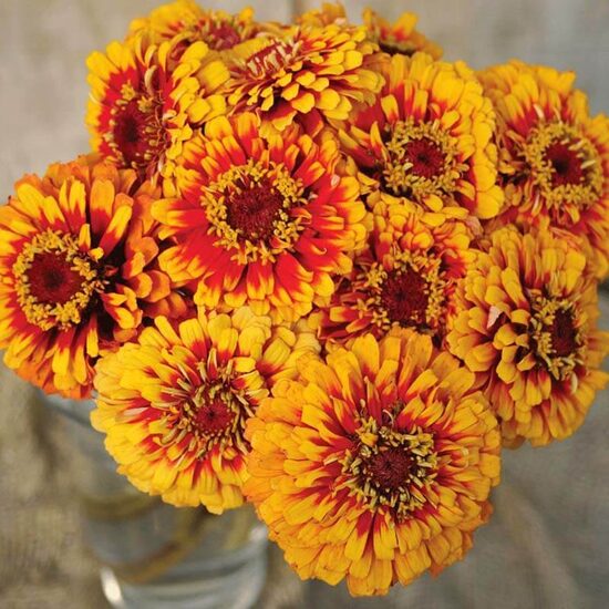 Common zinnia 'Macarenia' (Zinnia elegans)