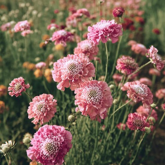 Sweet scabious 'Salmon Queen' (Scabiosa atropurpurea)