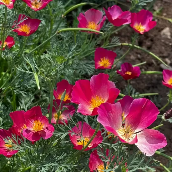 California Poppy 'Carmine King' (Eschscholzia californica) 0,1g