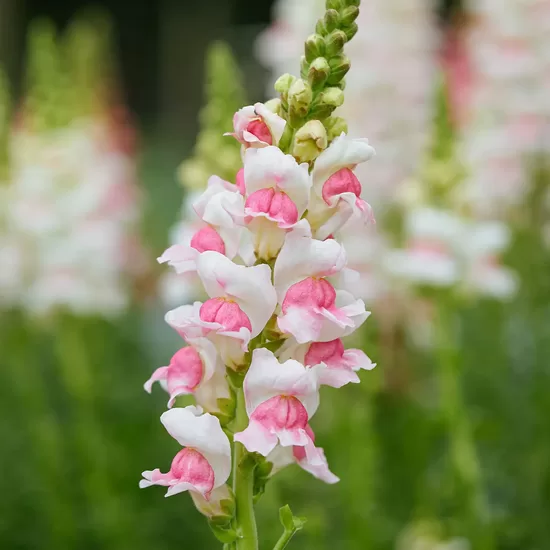Lauvmutīte ‘Potomac Appleblossom’ F1 (Antirrhinum majus) 20 sēklas