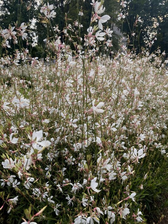 Lindheimera gaura (Gaura lindheimerii), 10 sēklas