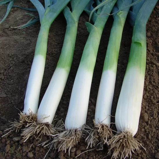 Puravs 'Golem' (Allium ampeloprasum var. porrum) 0,5g