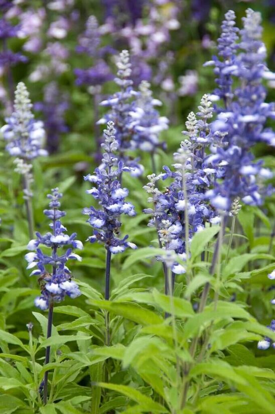 Miltainā salvija 'Fairy queen' (Salvia farinacea) 20 sēklas