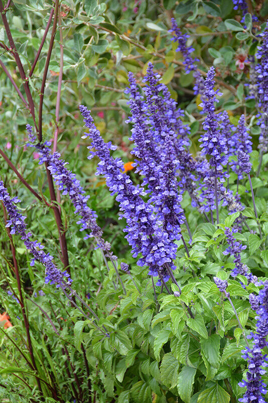 Miltainā salvija 'Blue bedder' (Salvia farinacea), 20 sēklas