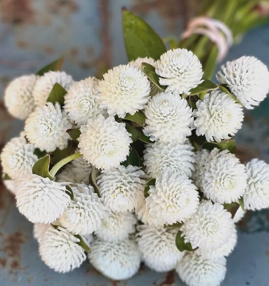 Lodveida gomfrēna 'White' (Gomphrena globosa) 20 sēklas